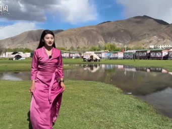 高原夏日不林卡 犹如牦牛不换毛