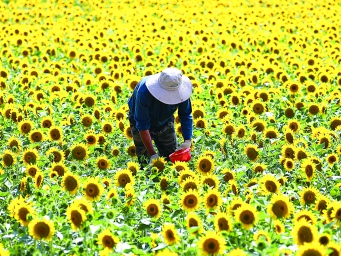甘肃省金塔县大力发展特色制种产业