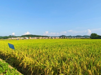 亩产550公斤！桂平市厚禄乡水稻试验田测产丰收