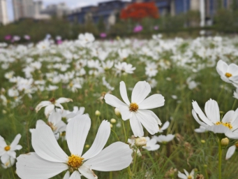 邂逅白色浪漫！南宁这片白色格桑花出圈