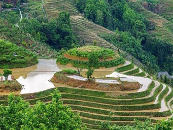 初夏时节龙脊梯田美如画
