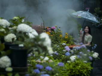 “禅意绣球”即将盛放 大雨也挡不住赏花热情