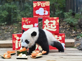 Giant panda cub enjoys special treat for Lantern Festival in Guangzhou